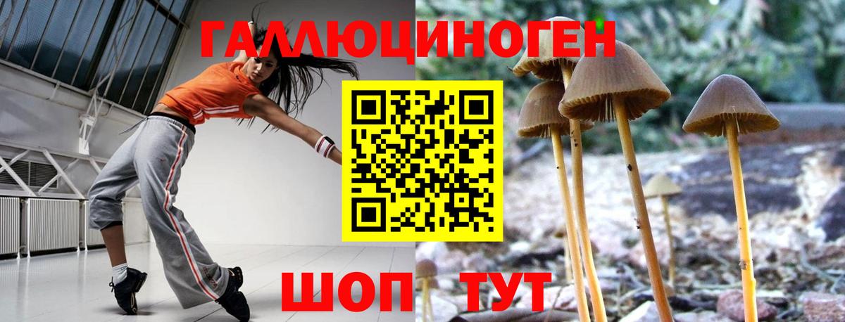 Псилоцибиновые грибы Psilocybe  Вход с VPN  Великие Луки 